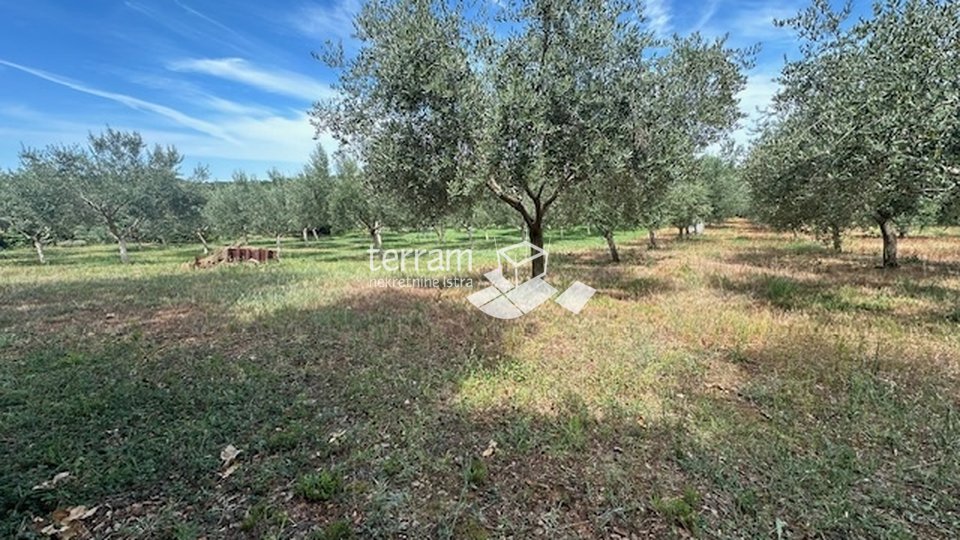 Istria, Ližnjan, agricultural land, electricity, water, olive trees, near the sea!! #sale