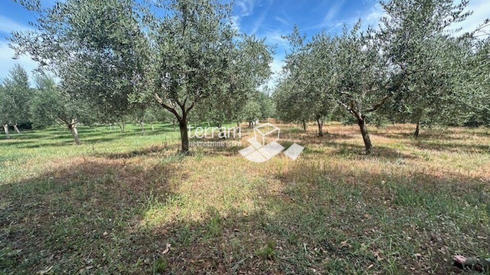 Istria, Ližnjan, agricultural land, electricity, water, olive trees, near the sea!! #sale