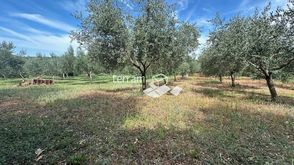 Istria, Ližnjan, agricultural land, electricity, water, olive trees, near the sea!! #sale