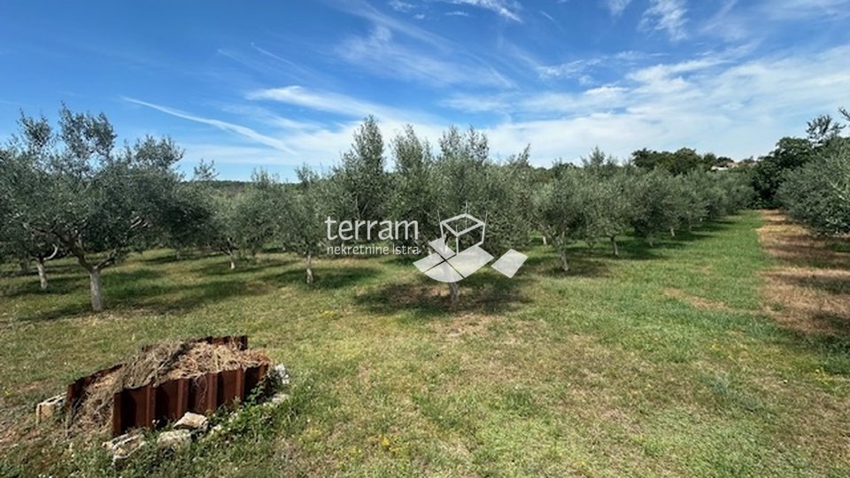 Istria, Ližnjan, agricultural land, electricity, water, olive trees, near the sea!! #sale