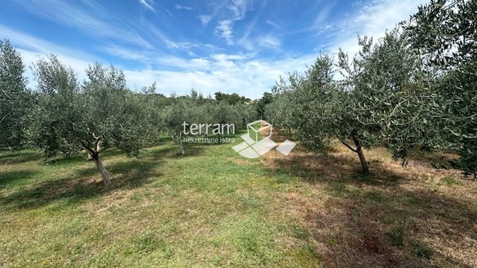 Istria, Ližnjan, agricultural land, electricity, water, olive trees, near the sea!! #sale