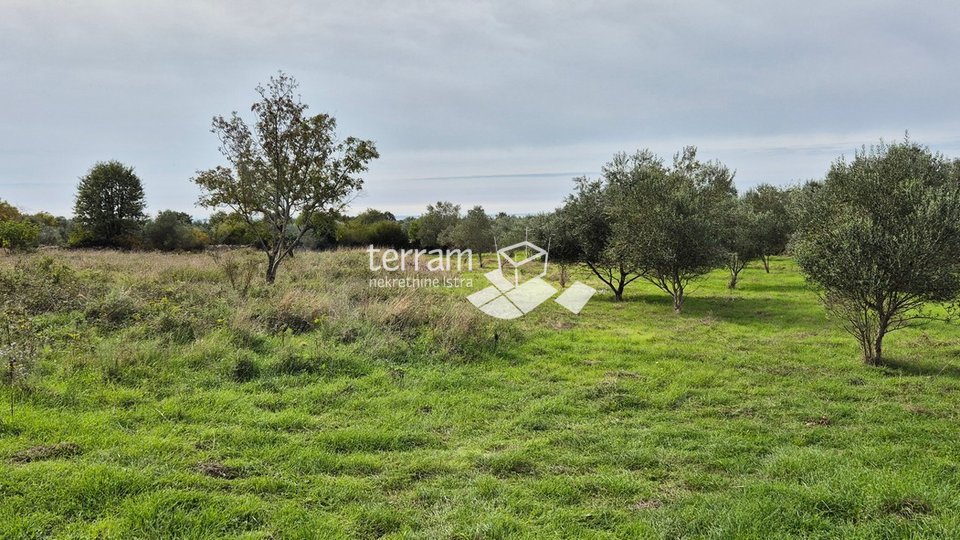 Istria, Vodnjan, Galižana, agricultural land 4546m2 # for sale