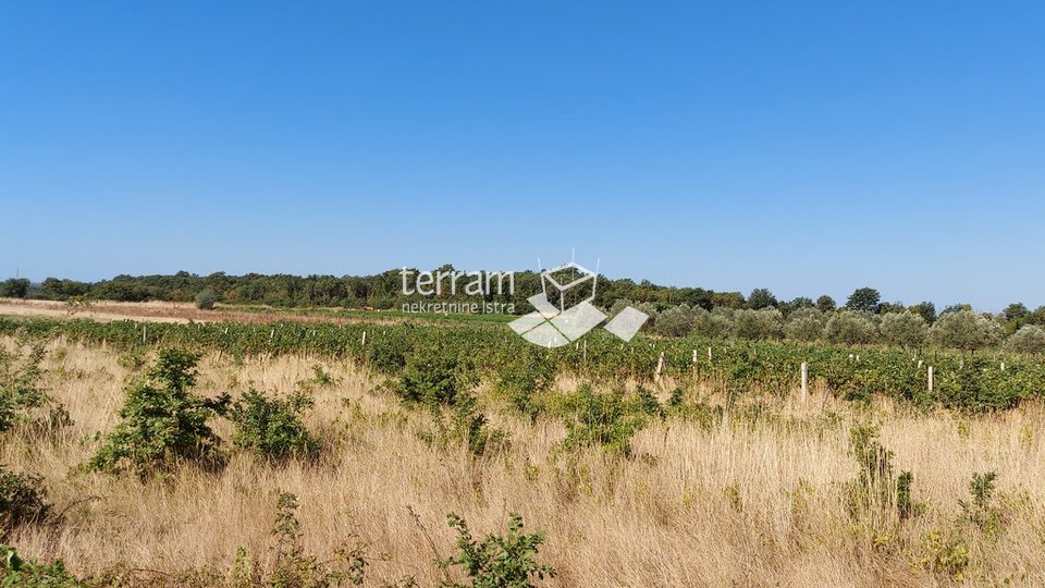 Istria, Ližnjan, Šišan, agricultural land 2449m2