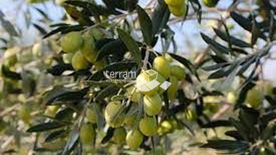 Istria, Marčana, Peruški, olive grove 4260 m2, 59 olive trees